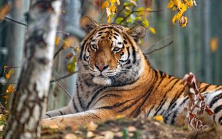 Тигр в листьях