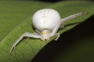 Белый круглый паук