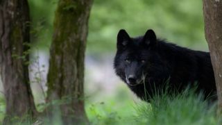 Черный волк летом