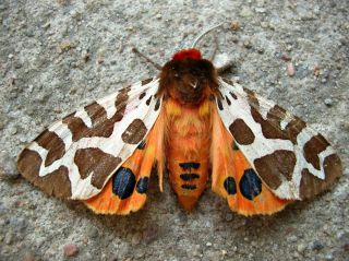 Богонгская бабочка
