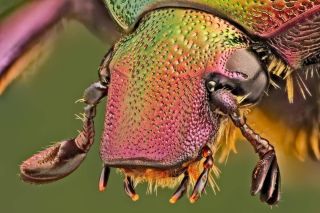 Жуки насекомые под микроскопом