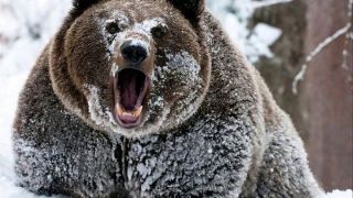 Огромный медведь шатун
