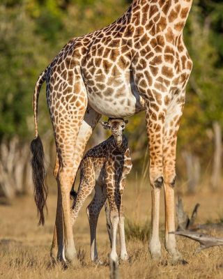 Родезийский жираф