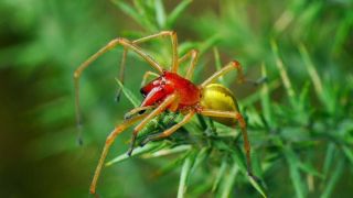 Желтый паук с красной головой