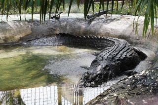 Крокодил лолонг