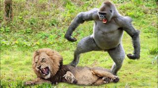 Бабуин и горилла