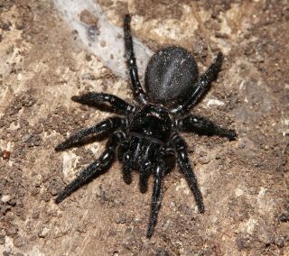 Черный земляной паук