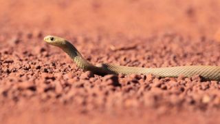 Пустынный тайпан змея