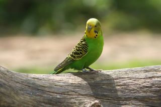 Попугай зеленый волнистик