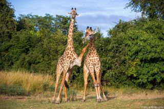 Жираф самец и самка