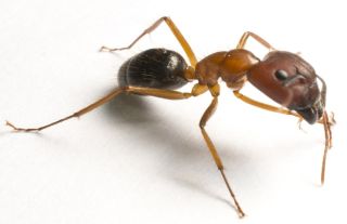Фараонов муравей самка