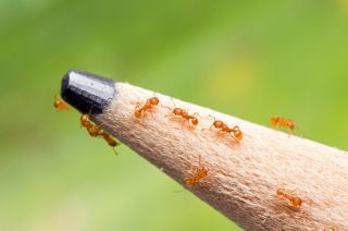 Самые маленькие муравьи