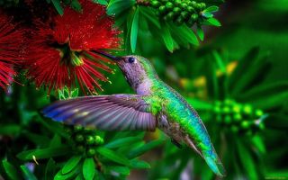 Самые красивые экзотические птицы