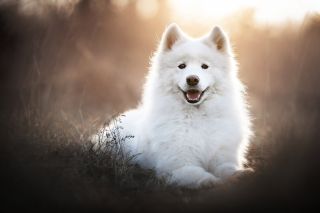 Белая собака порода самоед