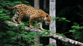 Ягуар в джунглях
