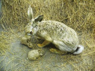 Заяц русак с зайчатами