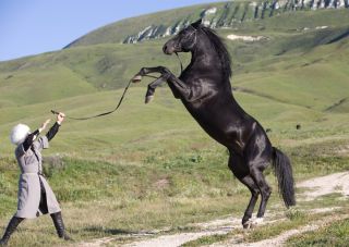 Карачаево черкесская порода лошадей