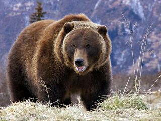 Канадский медведь гризли
