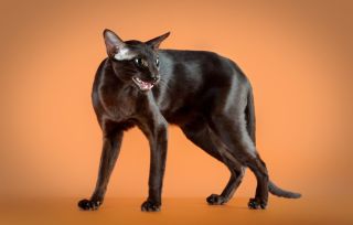 Ориентальная кошка гавана