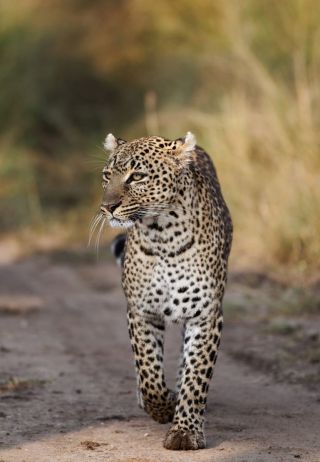 Сочинский леопард