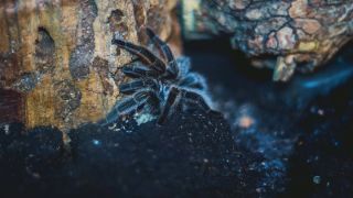 Галеодосский паук