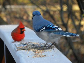 Голубая сойка и красный кардинал