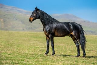 Англо карачаевская порода лошадей