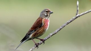 Маленькая серенькая птичка с красной грудкой