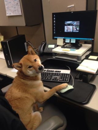 Собака за компьютером