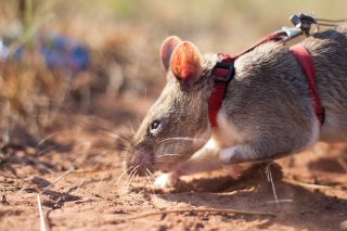 Гигантская сумчатая крыса занзибар