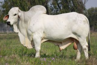 Порода быков браман