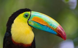 Разноцветная птица с большим клювом
