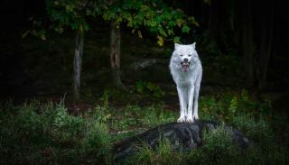 Сидячий волк