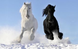 Две белые лошади