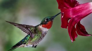 Краснозобый колибри