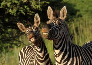 Смешные животные африки