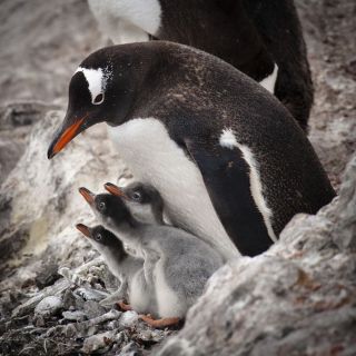 Красноклювые пингвины