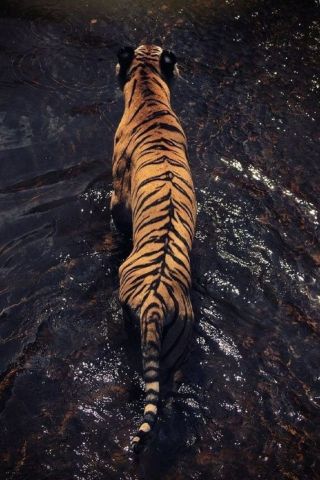 Тигр со спины