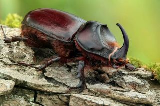 Жесткокрылые жуки