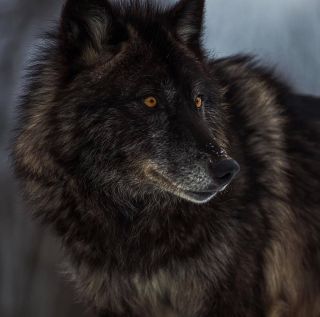 Черно бурый волк