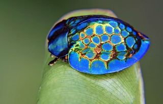 Необычный жук золотая черепаха