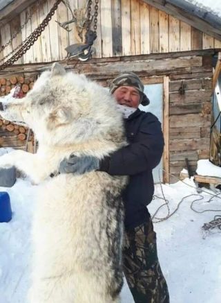 Огромный полярный волк