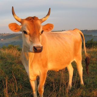 Калмыцкая белоголовая корова