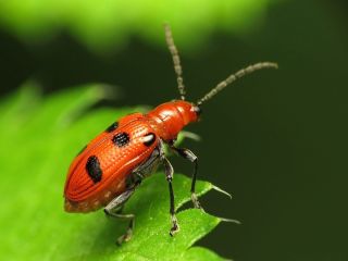 Красные жуки сибири