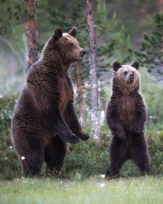 Разновидности медведей