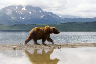 Тихоокеанский береговой медведь
