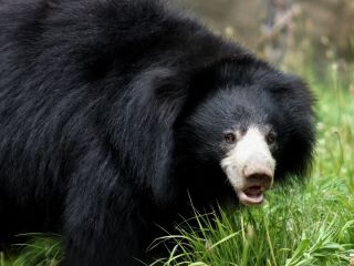 Индийский медведь губач