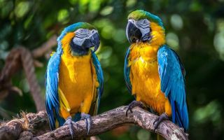 Говорящие попугаи ара