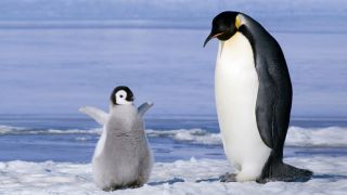 Тропические пингвины