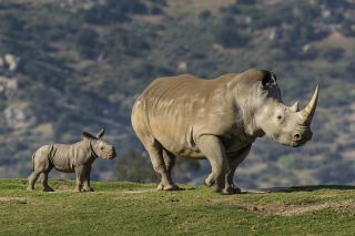 Носорог и носорожек